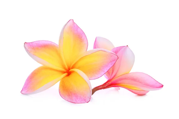 粉红色的鸡蛋花或鸡蛋 （热带花卉） 上白色孤立 — 图库照片