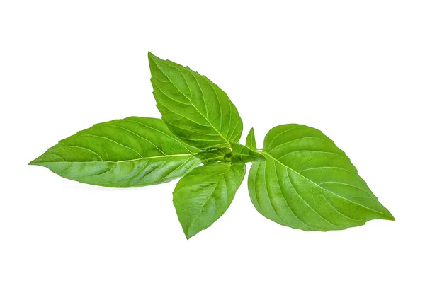 Grünes Blatt Basilikumkraut isoliert auf weißem Hintergrund — Stockfoto