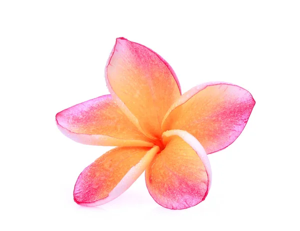 Frangipani rose simple (plumeria) fleur tropicale avec dro d'eau — Photo