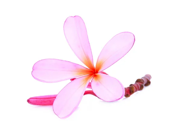 Frangipani rosa ou plumeria (flores tropicais) com gota de água — Fotografia de Stock