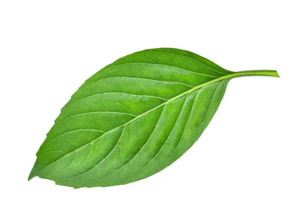 Свіжий зелений лист базилікової трави розташований на білому тлі — стокове фото