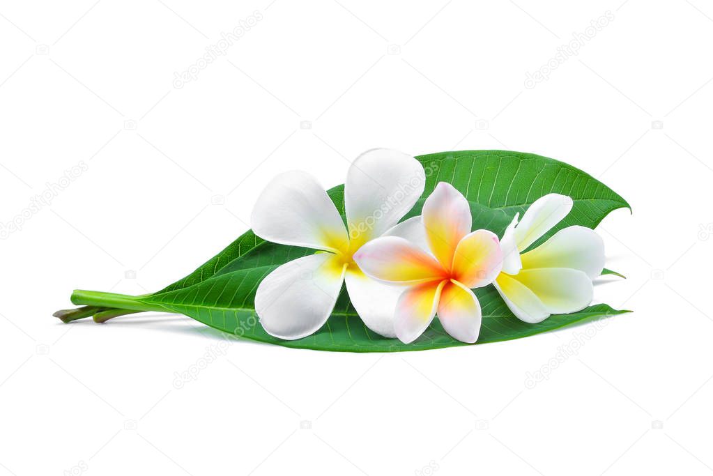 white frangipani or plumeria (tropical flowers) with green leave