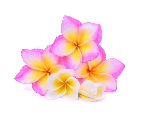 Singolo fiore tropicale rosa frangipani (plumeria) con acqua dro — Foto Stock