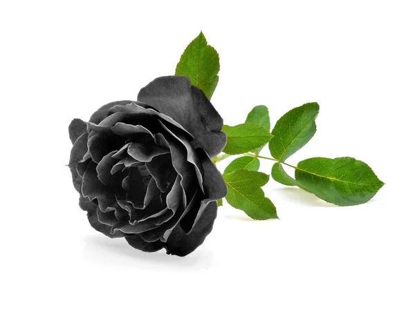 孤立在白色背景上的黑玫瑰 — Φωτογραφία Αρχείου