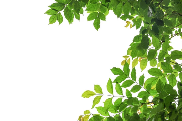 Ветвь зеленого листа выделена на белом фоне с копировальным спаком — стоковое фото