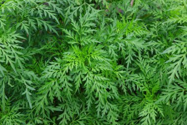 yakın çekim yeşil yaprak arka planı için