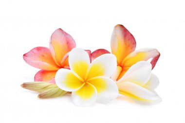 pembe ve beyaz frangipani veya plumeria (tropik çiçekler) ayırma