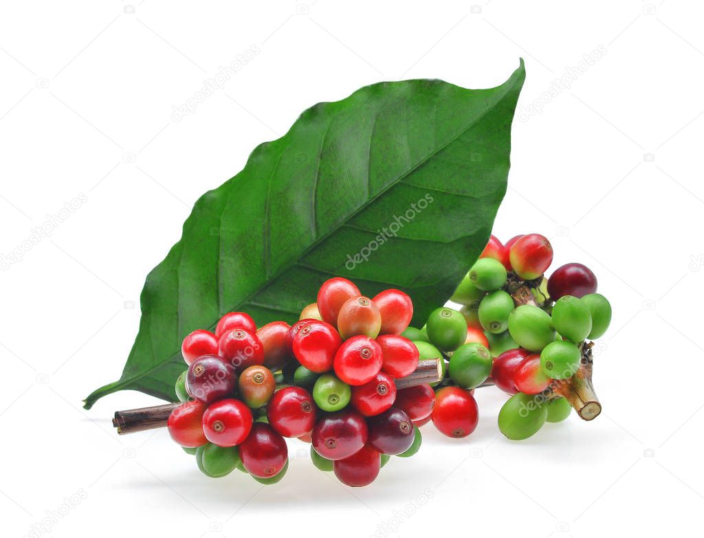 coffee grains and leaves isolated on white background