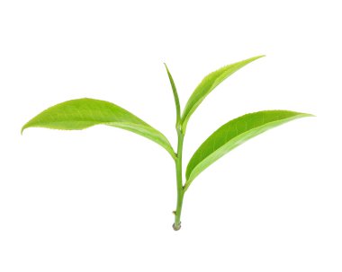 Beyaz arkaplanda yeşil çay yaprağı izole