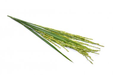 Yeşil çeltik pilavı beyaz arka planda izole edilmiş