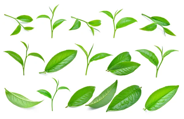 Ensemble de feuilles de thé vert isolées sur fond blanc — Photo