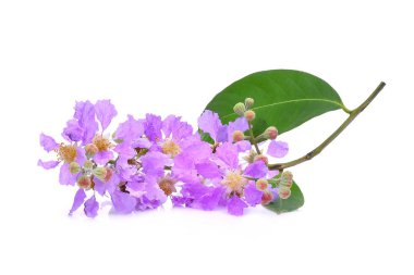 Mor çiçek (Lagerstroemia floribunda) üzerinde beyaz backg izole