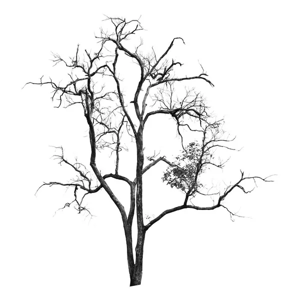 Árvore morta e seca isolada sobre fundo branco — Fotografia de Stock