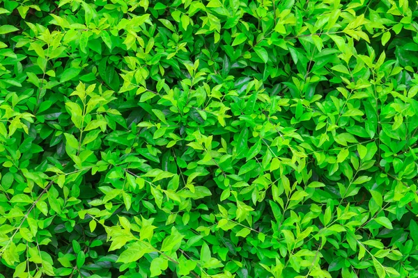 Zielony liść dla tła lub Abstrakcja — Zdjęcie stockowe