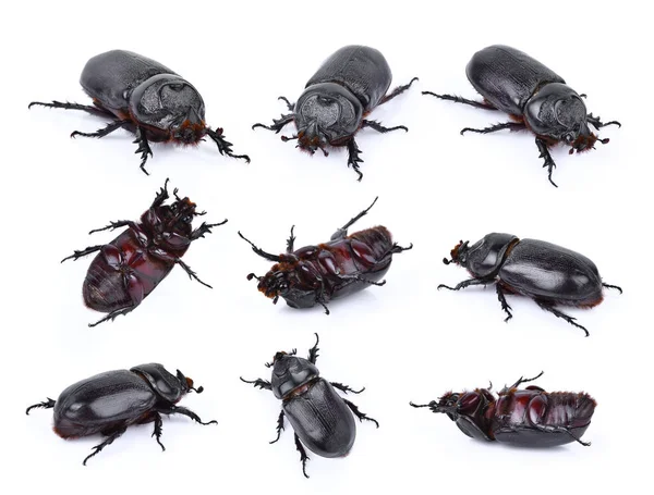 Beyaz b izole böcekler Doğa, gergedan böceği (Dynastinae)