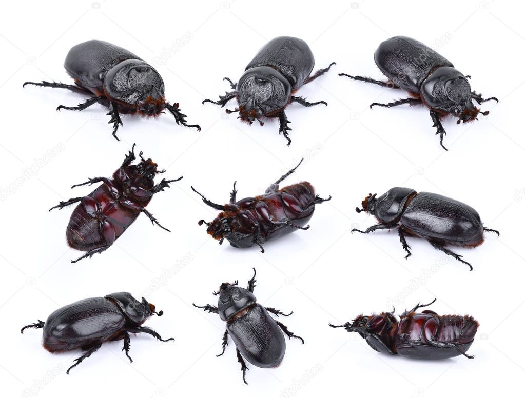Beetles in nature ,Rhino beetle (Dynastinae) isolated on white b