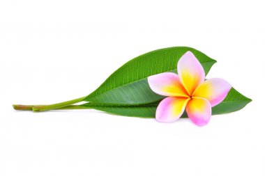 pembe frangipani veya plumeria (tropik çiçekler) yeşil yaprakları ile
