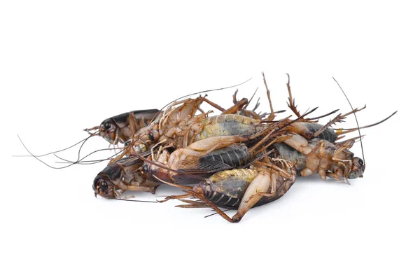 Σωρό από νεκρούς κρίκετ (gryllus) isoalted τροπικά έντομα της Πεντηκοστής — Φωτογραφία Αρχείου