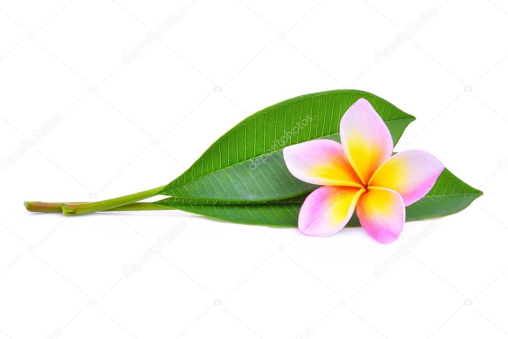 pink frangipani or plumeria (tropical flowers) with green leaves