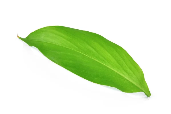 흰색 배경에 고립 된 단일 심 황 잎 — 스톡 사진