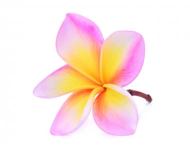 su dro ile tek pembe frangipani (plumeria) tropikal çiçek