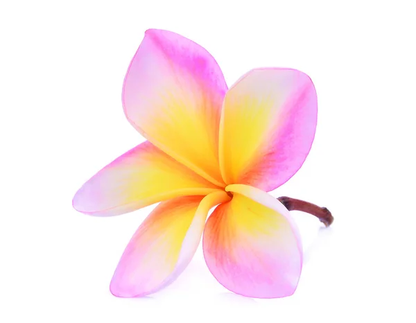 Einzelne rosa Frangipani (plumeria) tropische Blume mit Wasser dro — Stockfoto