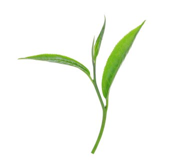 Beyaz arkaplanda yeşil çay yaprağı izole