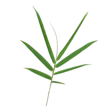 Beyaz arka plan üzerinde izole bambu yaprak