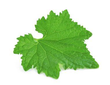 Beyaz arka plan üzerinde izole kabak yaprak yeşil
