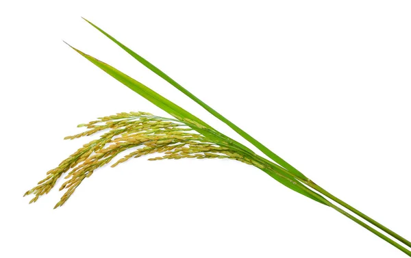 Zöld hántolatlan rizs elszigetelt fehér háttér — Stock Fotó