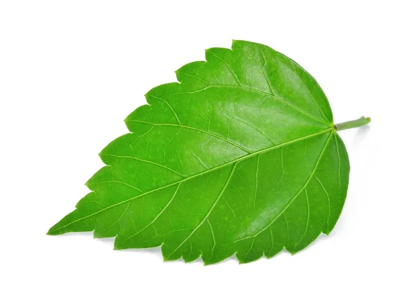 Hisbius ou chaba feuille verte isolée sur fond blanc — Photo