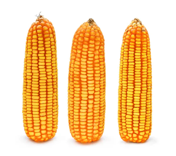 Сушеная кукуруза на белом фоне — стоковое фото