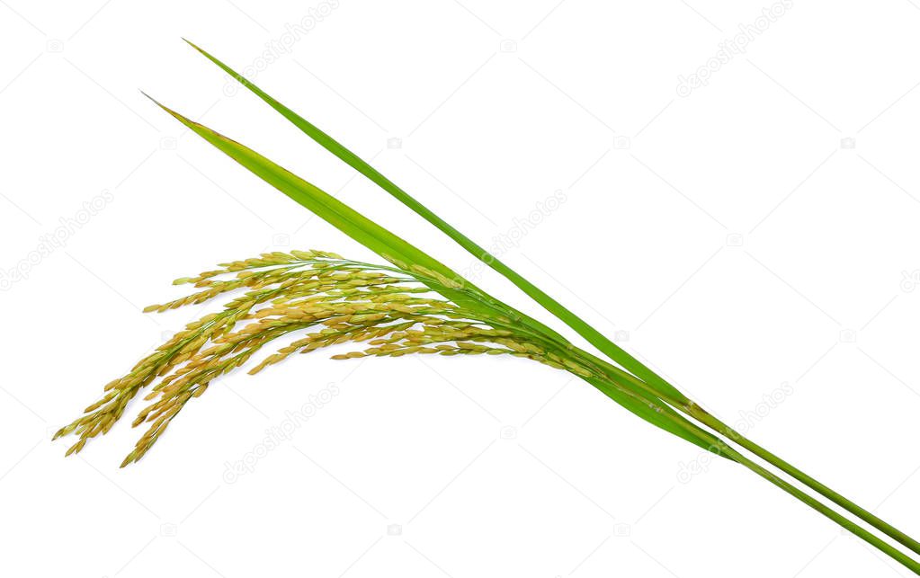 green paddy rice isolated on white background