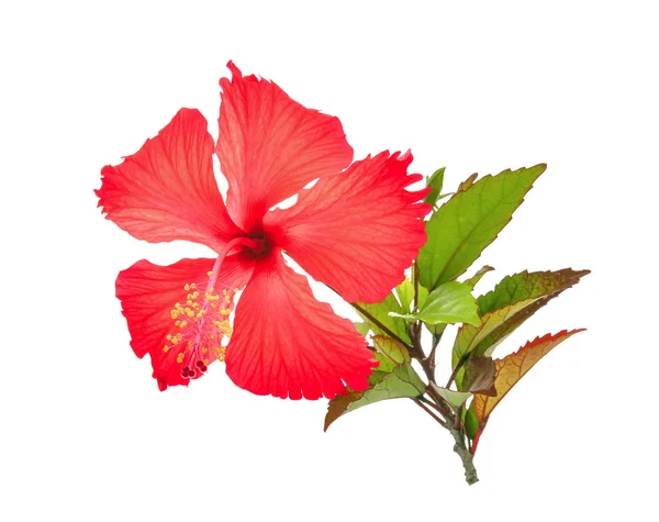 Hibisco vermelho ou flor de chaba com folhas verdes isoladas em branco — Fotografia de Stock