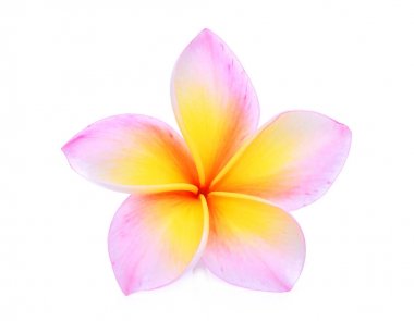 Tek pembe frangipani veya plumeria (tropik çiçekler) izole o