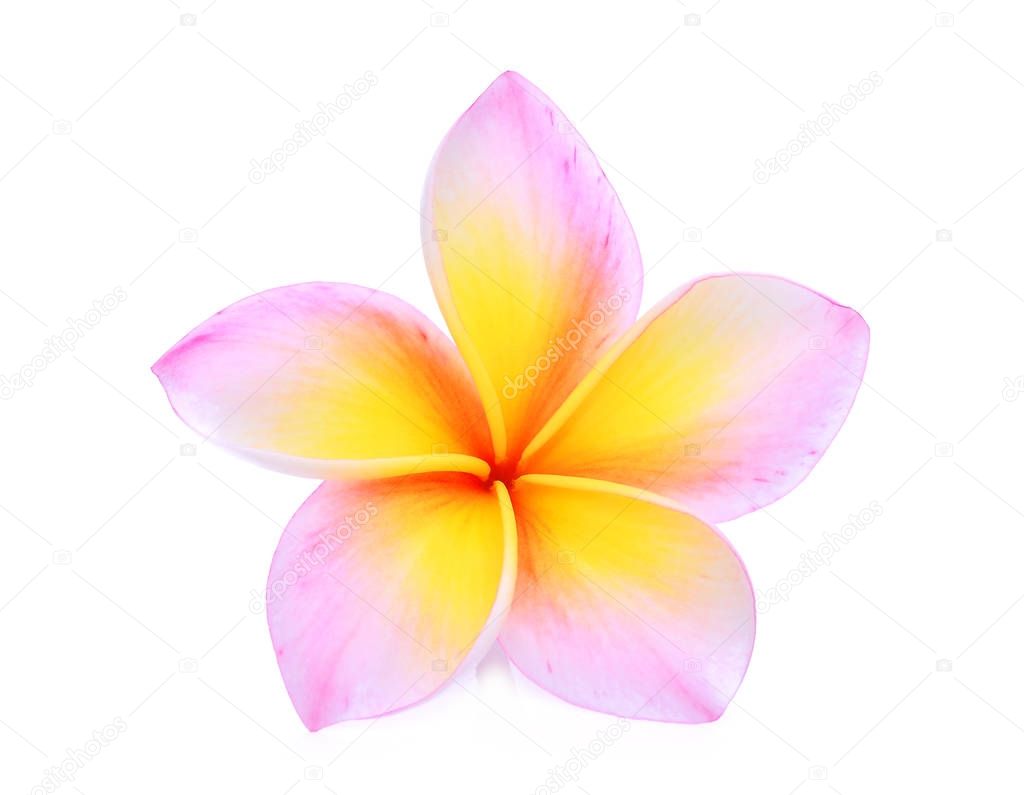single pink frangipani or plumeria (tropical flowers) isolated o