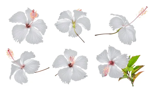 Uppsättning av vit hibiskus eller chaba blomma isolerad på vit backgrou — Stockfoto