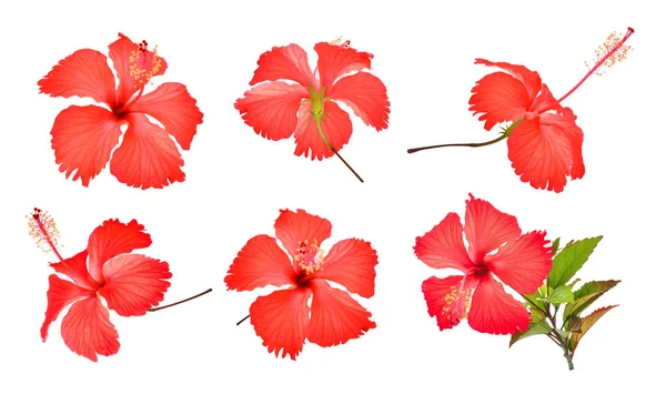 Conjunto de hibisco vermelho ou flor de chaba isolado sobre fundo branco — Fotografia de Stock