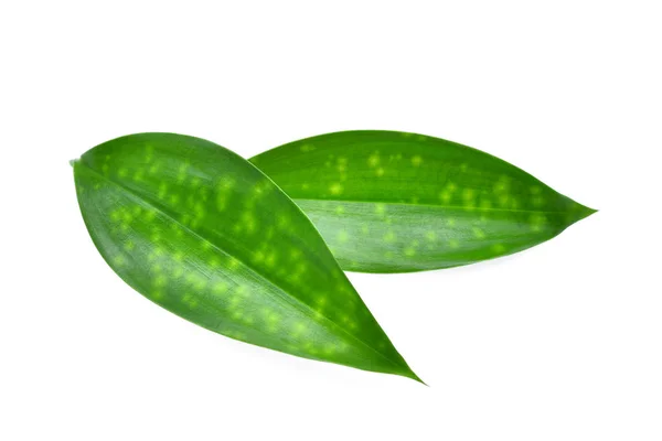 Detailní záběr ze dvou zelených listů izolovaných na bílém pozadí — Stock fotografie