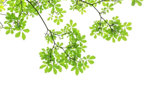 Ветвь зеленого листа выделена на белом фоне с копировальным спаком — стоковое фото