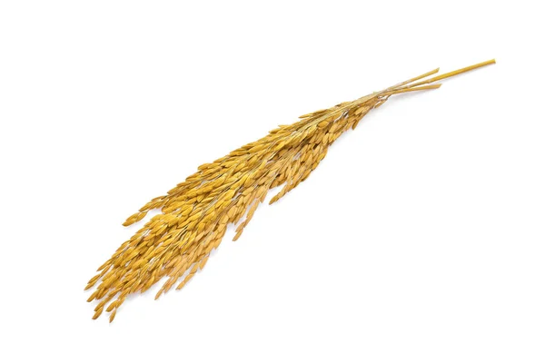 흰색 배경에 고립 된 노란 벼 쌀 — 스톡 사진