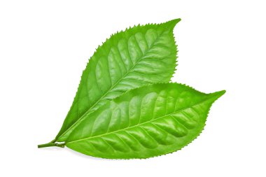 Beyaz arkaplanda yeşil çay yaprağı izole