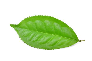 Beyaz arka plan üzerinde izole tek yeşil çay yaprağı