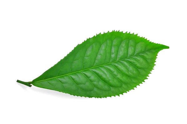 Folha de chá verde único velho isolado no fundo branco — Fotografia de Stock