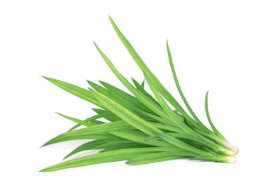 taze yeşil pandan yaprakları o beyaz zemin üzerine, Asya izole