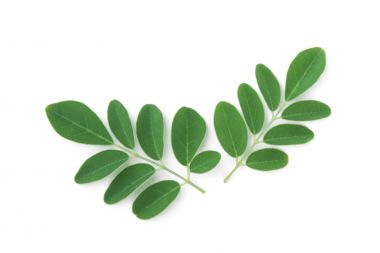 Moringa beyaz arka plan üzerinde izole tropikal bitki yaprakları