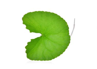 centella asiatica, Asya pennywort,(centella asi yaprak yeşil