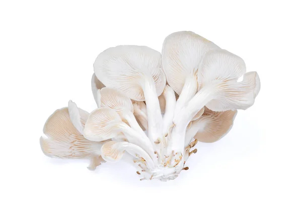 White Oyster Mushroom Isolated White Background — Stock Photo, Image