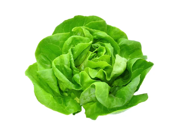 Lechuga de mantequilla verde vegetal o ensalada aislada en la espalda blanca g —  Fotos de Stock