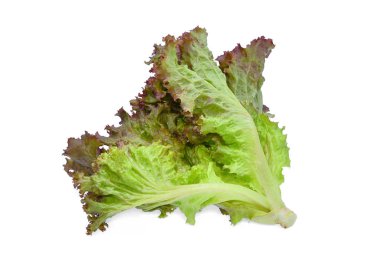 Kırmızı Meşe Marulu beyaz arkaplanda izole edildi